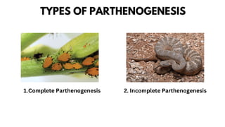 Parthenogenesis Insect 1-Fertilization(developmental biology.pdf
