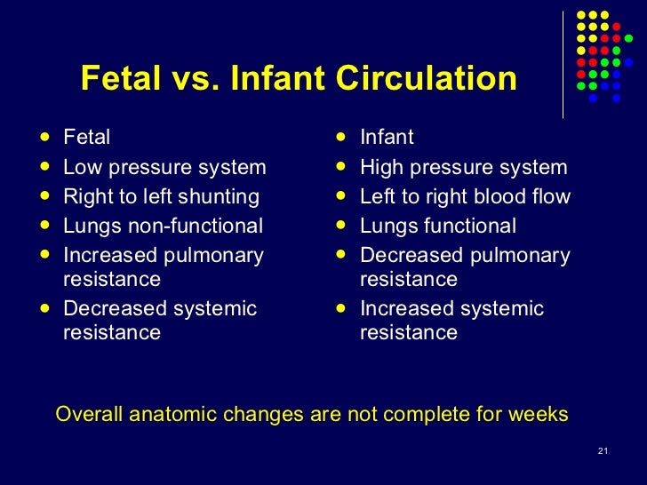 1-fetal circulation