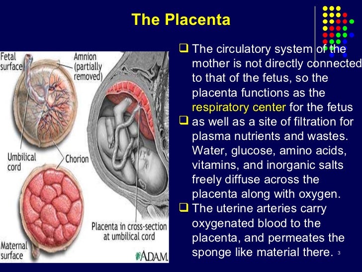 1-fetal circulation