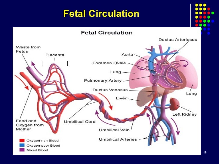 Blood Flow Fetal Circulation Diagram - Diagram Media