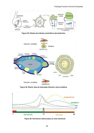 Fisiologia Humana e Animal Comparada
98
Figura 38. Células dos túbulos seminíferos dos testículos.
Figura 39. Ovário, fase de maturação folicular e pós ovulatória.
Figura 40. Hormônios relacionados ao ciclo menstrual.
 