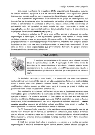 Fisiologia Humana e Animal Comparada
11
Um avanço reconhecido na evolução do SN foi o aparecimento de gânglios, conjuntos
de corpos neuronais agrupados a que se denomina neurópilo. Essa organização permite
interconexões entre os neurônios com o menor número de ramificações laterais nos axônios.
Nos invertebrados segmentados, o SN consiste em um gânglio em cada segmento e as
informações são trocadas por feixes de axônios entre os gânglios, chamados conectivos. Esse
sistema é característico dos anelídeos e artrópodes. Nesses animais ainda encontramos um
grupamento maior de neurônios na região anterior do corpo, considerado o cérebro ou
supergânglio, que tem algum controle sobre os demais gânglios do corpo. O aparecimento do
supergânglio foi denominado cefalização (Figura 3).
No entanto, a estrutura do SN varia entre os filos. Vermes e artrópodes apresentam
segmentação e cefalização, já um equinoderma apresenta anel nervoso e nervos radiais
simétricos, mas não possui um supergânglio. Os moluscos têm o SN não segmentado e vários
gânglios diferentes são conectados por longos feixes nervosos. O sistema mais complexo entre os
invertebrados é do polvo, por isso a grande capacidade de aprendizado desse animal. Há uma
série de lobos e tratos especializados que provavelmente derivaram de gânglios menores
dispersos encontrados em moluscos inferiores.
:: FIQUE LIGADO!! ::
Os cordados são o grupo mais próximo dos vertebrados que ainda não apresenta
nenhum cérebro bem desenvolvido, mas sim um tubo nervoso dorsal. Também os cefalocordados,
como o anfioxo, ainda não apresenta nenhum cérebro definido. Já nos craniata, diversas
modificações evolutivas podem ser observadas, como a presença de crânio e cérebro, que
juntamente com o cordão nervoso dorsal formam o SNC.
Em vertebrados, encontramos regiões bem estruturadas e funcionando para processar
informações e gerar comportamentos. O sistema está dividido em SNC (cérebro e medula) e SNP
(gânglios e nervos). Os impulsos eferentes do SNC podem ser divididos em dois sistemas:
somático e autônomo. O sistema nervoso autônomo (SNA) é responsável por todas as funções
involuntárias, como batimento cardíaco, freqüência respiratória e atividades intestinais. O sistema
nervoso somático coordena as atividades motoras voluntárias, como andar e vocalizar. Os
nervos periféricos são formados de neurônios de ambos os sistemas.
No SN de um artrópode, o neurônio motor controla um grupamento muscular todo, ou até
mesmo vários músculos de um membro. Ao contrário nos vertebrados, cada músculo é inervado
por um feixe de neurônios motores, sendo que cada neurônio controla um número limitado de
fibras musculares, formando diversas unidades motoras (neurônio motor + fibras musculares
inervadas por ele).
O SNC tem controle total sobre o organismo, e o cérebro e a medula apresentam
segmentações. A medula é dividida em regiões cervical, toráxica, lombar, sacral e coccígea. As
O neurônio é a unidade básica do SN enquanto o arco reflexo é a unidade
básica da operacionalização do SN. A organização do SN evoluiu através da
elaboração de um padrão fundamental: o arco reflexo. Também a evolução tendeu
ao direcionamento dos neurônios reunidos em um SNC que se conecta a músculos e
receptores sensoriais por axônios de neurônios que fazem parte do SN Periférico
(SNP).
 
