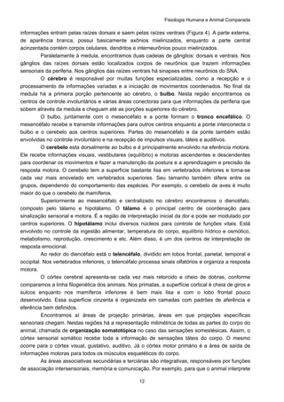 Fisiologia Humana e Animal Comparada
12
informações entram pelas raízes dorsais e saem pelas raízes ventrais (Figura 4). A parte externa,
de aparência branca, possui basicamente axônios mielinizados, enquanto a parte central
acinzentada contém corpos celulares, dendritos e interneurônios pouco mielinizados.
Paralelamente à medula, encontramos duas cadeias de gânglios: dorsais e ventrais. Nos
gânglios das raízes dorsais estão localizados corpos de neurônios que trazem informações
sensoriais da periferia. Nos gânglios das raízes ventrais há sinapses entre neurônios do SNA.
O cérebro é responsável por muitas funções especializadas, como a recepção e o
processamento de informações variadas e a iniciação de movimentos coordenados. No final da
medula há a primeira porção pertencente ao cérebro, o bulbo. Nesta região encontramos os
centros de controle involuntários e várias áreas conectoras para que informações da periferia que
sobem através da medula e cheguam até as porções superiores do cérebro.
O bulbo, juntamente com o mesencéfalo e a ponte formam o tronco encefálico. O
mesencéfalo recebe e transmite informações para outros centros enquanto a ponte interconecta o
bulbo e o cerebelo aos centros superiores. Partes do mesencéfalo e da ponte também estão
envolvidas no controle involuntário e na recepção de impulsos visuais, táteis e auditivos.
O cerebelo esta dorsalmente ao bulbo e é principalmente envolvido na eferência motora.
Ele recebe informações visuais, vestibulares (equilíbrio) e motoras ascendentes e descendentes
para coordenar os movimentos e fazer a manutenção da postura e a aprendizagem e precisão da
resposta motora. O cerebelo tem a superfície bastante lisa em vertebrados inferiores e torna-se
cada vez mais enovelado em vertebrados superiores. Seu tamanho também difere entre os
grupos, dependendo do comportamento das espécies. Por exemplo, o cerebelo de aves é muito
maior do que o cerebelo de mamíferos.
Superiormente ao mesencéfalo e centralizado no cérebro encontramos o diencéfalo,
composto pelo tálamo e hipotálamo. O tálamo é o principal centro de coordenação para
sinalização sensorial e motora. É a região de interpretação inicial da dor e pode ser modulado por
centros superiores. O hipotálamo inclui diversos núcleos para controle de funções vitais. Está
envolvido no controle da ingestão alimentar, temperatura do corpo, equilíbrio hídrico e osmótico,
metabolismo, reprodução, crescimento e etc. Além disso, é um dos centros de interpretação de
resposta emocional.
Ao redor do diencéfalo está o telencéfalo, dividido em lobos frontal, parietal, temporal e
occipital. Nos vertebrados inferiores, o telencéfalo processa sinais olfatórios e organiza a resposta
motora.
O córtex cerebral apresenta-se cada vez mais retorcido e cheio de dobras, conforme
comparamos a linha filogenética dos animais. Nos primatas, a superfície cortical é cheia de giros e
sulcos enquanto nos mamíferos inferiores é bem mais lisa e com o lobo frontal pouco
desenvolvido. Essa superfície cinzenta é organizada em camadas com padrões de aferência e
eferência bem definidos.
Encontramos aí áreas de projeção primárias, áreas em que projeções específicas
sensoriais chegam. Nestas regiões há a representação milimétrica de todas as partes do corpo do
animal, chamada de organização somatotópica no caso das sensações somestésicas. Assim, o
córtex sensorial somático recebe toda a informação de sensações táteis do corpo. O mesmo
ocorre para o córtex visual, gustativo, auditivo. Já o córtex motor primário é a área de saída de
informações motoras para todos os músculos esqueléticos do corpo.
As áreas associativas secundárias e terciárias são integrativas, responsáveis por funções
de associação intersensoriais, memória e comunicação. Por exemplo, para que o animal interprete
 