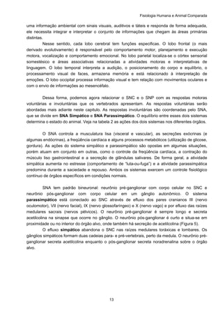 Fisiologia Humana e Animal Comparada
13
uma informação ambiental com sinais visuais, auditivos e táteis e responda de forma adequada,
ele necessita integrar e interpretar o conjunto de informações que chegam às áreas primárias
distintas.
Nesse sentido, cada lobo cerebral tem funções especificas. O lobo frontal (o mais
derivado evolutivamente) é responsável pelo comportamento motor, planejamento e execução
motora, vocalização e comportamento emocional. No lobo parietal localiza-se o córtex sensorial
somestésico e áreas associativas relacionadas a atividades motoras e interpretativas de
linguagem. O lobo temporal interpreta a audição, o posicionamento do corpo e equilíbrio, o
processamento visual de faces, armazena memória e está relacionado à interpretação de
emoções. O lobo occipital processa informação visual e tem relação com movimentos oculares e
com o envio de informações ao mesencéfalo.
Dessa forma, podemos agora relacionar o SNC e o SNP com as respostas motoras
voluntárias e involuntárias que os vertebrados apresentam. As respostas voluntárias serão
abordadas mais adiante neste capitulo. As respostas involuntárias são coordenadas pelo SNA,
que se divide em SNA Simpático e SNA Parassimpático. O equilíbrio entre esses dois sistemas
determina o estado do animal. Veja na tabela 2 as ações dos dois sistemas nos diferentes órgãos.
O SNA controla a musculatura lisa (visceral e vascular), as secreções exócrinas (e
algumas endócrinas), a freqüência cardíaca e alguns processos metabólicos (utilização de glicose,
gordura). As ações do sistema simpático e parassimpático são opostas em algumas situações,
porém atuam em conjunto em outras, como o controle da freqüência cardíaca, a contração do
músculo liso gastrointestinal e a secreção de glândulas salivares. De forma geral, a atividade
simpática aumenta no estresse (comportamento de “luta-ou-fuga”) e a atividade parassimpática
predomina durante a saciedade e repouso. Ambos os sistemas exercem um controle fisiológico
contínuo de órgãos específicos em condições normais.
SNA tem padrão bineuronal: neurônio pré-ganglionar com corpo celular no SNC e
neurônio pós-ganglionar com corpo celular em um gânglio autonômico. O sistema
parassimpático está conectado ao SNC através de efluxo dos pares cranianos III (nervo
oculomotor), VII (nervo facial), IX (nervo glossofaríngeo) e X (nervo vago) e por efluxo das raízes
medulares sacrais (nervos pélvicos). O neurônio pré-ganglionar é sempre longo e secreta
acetilcolina na sinapse que ocorre no gânglio. O neurônio pós-ganglionar é curto e situa-se em
proximidade ou no interior do órgão alvo, onde também há secreção de acetilcolina (Figura 5).
O efluxo simpático abandona o SNC nas raízes medulares toráxicas e lombares. Os
gânglios simpáticos formam duas cadeias para- e pré-vertebrais, perto da medula. O neurônio pré-
ganglionar secreta acetilcolina enquanto o pós-ganglionar secreta noradrenalina sobre o órgão
alvo.
 
