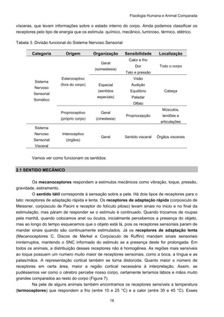 Fisiologia Humana e Animal Comparada
16
vísceras, que levam informações sobre o estado interno do corpo. Ainda podemos classificar os
receptores pelo tipo de energia que os estimula: químico, mecânico, luminoso, térmico, elétrico.
Tabela 3. Divisão funcional do Sistema Nervoso Sensorial
Categoria Origem Organização Sensibilidade Localização
Calor e frio
Dor
Geral
(somestesia)
Tato e pressão
Todo o corpo
Visão
Audição
Equilíbrio
Paladar
Esteroceptivo
(fora do corpo) Especial
(sentidos
especiais)
Olfato
Cabeça
Sistema
Nervoso
Sensorial
Somático
Proprioceptivo
(próprio corpo)
Geral
(cinestesia)
Propriocepção
Músculos,
tendões e
articulações
Sistema
Nervoso
Sensorial
Visceral
Interoceptivo
(órgãos)
Geral Sentido visceral Órgãos viscerais
Vamos ver como funcionam os sentidos:
2.1 SENTIDO MECÂNICO
Os mecanoceptores respondem a estímulos mecânicos como vibração, toque, pressão,
gravidade, estiramento.
O sentido tátil corresponde à sensação sobre a pele. Há dois tipos de receptores para o
tato: receptores de adaptação rápida e lenta. Os receptores de adaptação rápida (corpúsculo de
Meissner, corpúsculo de Pacini e receptor do folículo piloso) levam sinais no inicio e no final da
estimulação, mas páram de responder se o estímulo é continuado. Quando trocamos de roupas
pela manhã, quando colocamos anel ou óculos, inicialmente percebemos a presença do objeto,
mas ao longo do tempo esquecemos que o objeto está lá, pois os receptores sensoriais param de
mandar sinais quando são continuamente estimulados. Já os receptores de adaptação lenta
(Mecanoceptores C, Discos de Merkel e Corpúsculo de Ruffini) mandam sinais sensoriais
ininterruptos, mantendo o SNC informado do estimulo se a presença deste for prolongada. Em
todos os animais, a distribuição desses receptores não é homogênea. As regiões mais sensíveis
ao toque possuem um numero muito maior de receptores sensoriais, como a boca, a língua e as
patas/mãos. A representação cortical também se torna distorcida. Quanto maior o número de
receptores em certa área, maior a região cortical necessária à interpretação. Assim, se
pudéssemos ver como o cérebro percebe nosso corpo, certamente teríamos lábios e mãos muito
grandes comparados ao resto do corpo (Figura 7).
Na pele de alguns animais também encontramos os receptores sensíveis a temperatura
(termoceptores) que respondem a frio (entre 10 e 25 °C) e a calor (entre 30 e 45 °C). Esses
 
