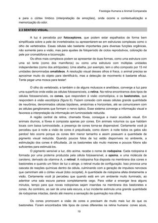 Fisiologia Humana e Animal Comparada
19
e para o córtex límbico (interpretação de emoções), onde ocorre a contextualização e
memorização do odor.
2.3 SENTIDO VISUAL
A luz é percebida por fotoceptores, que podem estar espalhados de forma bem
simplificada sobre a pele de invertebrados ou apresentarem-se em estruturas complexas como o
olho de vertebrados. Essas células são bastante importantes para diversas funções orgânicas,
não somente para a visão, mas para ajustes de fotoperíodo de ciclos reprodutivos, coloração da
pele por cromatóforos e locomoção.
Os olhos mais complexos podem se apresentar de duas formas, como uma estrutura com
uma só lente (como dos mamíferos) ou como uma estrutura com múltiplas unidades
independentes (como dos artrópodes). Uma abelha, por exemplo, tem o olho composto por 15 mil
unidades denominadas omatídeos. A resolução visual desses olhos é fraca, o animal precisa se
aproximar muito do objeto para identificá-lo, mas a detecção de movimento é bastante eficaz.
Tente pegar uma mosca para testar!
O olho do vertebrado, e também o de alguns moluscos e anelídeos, converge a luz para
uma superfície onde estão as células fotossensíveis, a retina. Na retina encontramos dois tipos de
células fotossensíveis, os cones, que respondem à visão cromotópica, e os bastonetes, que
respondem à visão escotópica (figura 6). Fazem conexão com essas células grande quantidade
de neurônios, denominados células bipolares, amácrinas e horizontais, até se comunicarem com
as células ganglionares que formam o nervo óptico. Esse sistema converge a informação visual e
favorece a interpretação da informação em luminosidade reduzida.
A região central da retina, chamada fóvea, consegue a maior acuidade visual. Em
animais diurnos, a fóvea é composta apenas por cones. Em animais noturnos ou que habitam
locais com baixa luminosidade, a presença de cones torna-se dispensável. Certamente você já
percebeu que à noite a visão de cores é prejudicada, como dizem: à noite todos os gatos são
pardos! Isto ocorre porque os cones têm menor tamanho e assim possuem a quantidade de
pigmento visual reduzida. Quando poucos fotos de luz estão disponíveis no ambiente, a
estimulação dos cones é dificultada. Já os bastonetes são muito maiores e poucos fótons são
suficientes para estimulá-los.
O pigmento sensível a luz, dito acima, recebe o nome de rodopsina. Cada rodopsina é
formada por uma proteína produzida pela célula fotossensível, a opsina, e uma molécula de
caroteno, derivado da vitamina A, o retinal. A rodopsina fica disposta na membrana dos cones e
bastonetes e quando um fóton de luz o atinge, o retinal muda de configuração. Isso provoca uma
cascata de reações químicas dentro da célula, culminando com a geração de impulsos nervosos
que caminham até o córtex visual (lobo occipital). A quantidade de rodopsina afeta diretamente a
visão. Certamente você já percebeu que quando está em um ambiente muito iluminado, ao
adentrar uma sala escura parece completamente cego. Para voltar a enxergar leva alguns
minutos, tempo para que novas rodopsinas sejam inseridas na membrana dos bastonetes e
cones. Ao contrário, ao sair de uma sala escura, a luz incidente estimula uma grande quantidade
de rodopsinas intactas, dando até mesmo a sensação de queimação nos olhos.
Os cones promovem a visão de cores e precisam de muito mais luz do que os
bastonetes. Foram encontrados três tipos de cones diferentes na retina humana: cones azuis,
 