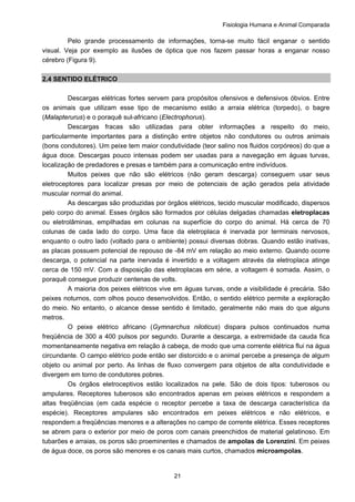 Fisiologia Humana e Animal Comparada
21
Pelo grande processamento de informações, torna-se muito fácil enganar o sentido
visual. Veja por exemplo as ilusões de óptica que nos fazem passar horas a enganar nosso
cérebro (Figura 9).
2.4 SENTIDO ELÉTRICO
Descargas elétricas fortes servem para propósitos ofensivos e defensivos óbvios. Entre
os animais que utilizam esse tipo de mecanismo estão a arraia elétrica (torpedo), o bagre
(Malapterurus) e o poraquê sul-africano (Electrophorus).
Descargas fracas são utilizadas para obter informações a respeito do meio,
particularmente importantes para a distinção entre objetos não condutores ou outros animais
(bons condutores). Um peixe tem maior condutividade (teor salino nos fluidos corpóreos) do que a
água doce. Descargas pouco intensas podem ser usadas para a navegação em águas turvas,
localização de predadores e presas e também para a comunicação entre indivíduos.
Muitos peixes que não são elétricos (não geram descarga) conseguem usar seus
eletroceptores para localizar presas por meio de potenciais de ação gerados pela atividade
muscular normal do animal.
As descargas são produzidas por órgãos elétricos, tecido muscular modificado, dispersos
pelo corpo do animal. Esses órgãos são formados por células delgadas chamadas eletroplacas
ou eletrolâminas, empilhadas em colunas na superfície do corpo do animal. Há cerca de 70
colunas de cada lado do corpo. Uma face da eletroplaca é inervada por terminais nervosos,
enquanto o outro lado (voltado para o ambiente) possui diversas dobras. Quando estão inativas,
as placas possuem potencial de repouso de -84 mV em relação ao meio externo. Quando ocorre
descarga, o potencial na parte inervada é invertido e a voltagem através da eletroplaca atinge
cerca de 150 mV. Com a disposição das eletroplacas em série, a voltagem é somada. Assim, o
poraquê consegue produzir centenas de volts.
A maioria dos peixes elétricos vive em águas turvas, onde a visibilidade é precária. São
peixes noturnos, com olhos pouco desenvolvidos. Então, o sentido elétrico permite a exploração
do meio. No entanto, o alcance desse sentido é limitado, geralmente não mais do que alguns
metros.
O peixe elétrico africano (Gymnarchus niloticus) dispara pulsos continuados numa
freqüência de 300 a 400 pulsos por segundo. Durante a descarga, a extremidade da cauda fica
momentaneamente negativa em relação à cabeça, de modo que uma corrente elétrica flui na água
circundante. O campo elétrico pode então ser distorcido e o animal percebe a presença de algum
objeto ou animal por perto. As linhas de fluxo convergem para objetos de alta condutividade e
divergem em torno de condutores pobres.
Os órgãos eletroceptivos estão localizados na pele. São de dois tipos: tuberosos ou
ampulares. Receptores tuberosos são encontrados apenas em peixes elétricos e respondem a
altas freqüências (em cada espécie o receptor percebe a taxa de descarga característica da
espécie). Receptores ampulares são encontrados em peixes elétricos e não elétricos, e
respondem a freqüências menores e a alterações no campo de corrente elétrica. Esses receptores
se abrem para o exterior por meio de poros com canais preenchidos de material gelatinoso. Em
tubarões e arraias, os poros são proeminentes e chamados de ampolas de Lorenzini. Em peixes
de água doce, os poros são menores e os canais mais curtos, chamados microampolas.
 