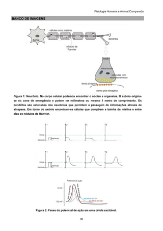 Fisiologia Humana e Animal Comparada
30
BANCO DE IMAGENS
Figura 1: Neurônio. No corpo celular podemos encontrar o núcleo e organelas. O axônio origina-
se no cone de emergência e podem ter milímetros ou mesmo 1 metro de comprimento. Os
dendritos são extensões dos neurônios que permitem a passagem de informações através de
sinapses. Em torno do axônio encontram-se células que compõem a bainha de mielina e entre
elas os nódulos de Ranvier.
Figura 2: Fases do potencial de ação em uma célula excitável.
 