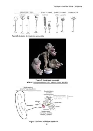 Fisiologia Humana e Animal Comparada
32
Figura 6. Modelos de neurônios sensoriais.
Figura 7. Homúnculo sensorial.
FONTE: www.parismarashi.com/.../20/our-bodies-the-skin/
Figura 8. Sistema auditivo e vestibular.
 