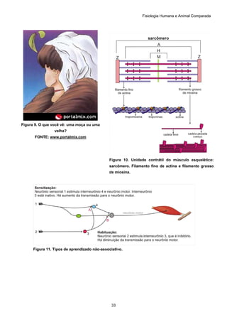 Fisiologia Humana e Animal Comparada
33
Figura 9. O que você vê: uma moça ou uma
velha?
FONTE: www.portalmix.com
Figura 10. Unidade contrátil do músculo esquelético:
sarcômero. Filamento fino de actina e filamento grosso
de miosina.
Figura 11. Tipos de aprendizado não-associativo.
 