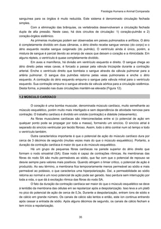 Fisiologia Humana e Animal Comparada
35
sanguínea para os órgãos é muito reduzida. Este sistema é denominado circulação fechada
simples.
Com a eliminação das brânquias, os vertebrados desenvolveram a circulação fechada
dupla de alta pressão. Neste caso, há dois circuitos de circulação: 1) coração-pulmão e 2)
coração-órgãos sistêmico.
As primeiras mudanças podem ser observadas em peixes pulmonados e anfíbios. O átrio
é completamente dividido em duas câmaras, o átrio direito recebe sangue venoso (do corpo) e o
átrio esquerdo recebe sangue oxigenado (do pulmão). O ventrículo ainda é único, porém, a
mistura de sangue é parcial devido ao arranjo de vasos que deixam o coração e a ritmicidade. Em
alguns répteis, o ventrículo é quase completamente dividido.
Em aves e mamíferos, há divisão em ventrículo esquerdo e direito. O sangue chega ao
átrio direito pelas veias cavas, é forcado a passar pela válvula tricúspide durante a contração
arterial. Enche o ventrículo direito que bombeia o sangue através da válvula pulmonar para a
artéria pulmonar. O sangue dos pulmões retorna pelas veias pulmonares e enche o átrio
esquerdo. A contração do átrio esquerdo empurra o sangue pela válvula mitral para o ventrículo
esquerdo. Sua contração empurra o sangue através da válvula aórtica para a circulação sistêmica.
Desta forma, a pressão nas duas circulações mantém-se elevada (Figura 12).
1.2 MÚSCULO CARDÍACO
O coração é uma bomba muscular, denominada músculo cardíaco, muito semelhante ao
músculo esquelético, porém muito mais interligado e sem dependência de atividade nervosa para
contração. O trabalho cardíaco é dividido em sístole (contração) e diástole (relaxamento).
As fibras musculares cardíacas são interconectadas entre si (o potencial de ação em
qualquer ponto pode se propagar por toda a massa), formando um sincício. O sincício atrial é
separado do sincício ventricular por tecido fibroso. Assim, todo o átrio contrai num só tempo e todo
o ventrículo também.
Outra característica importante é que o potencial de ação do músculo cardíaco dura por
cerca de 3 décimos de segundo (muitas vezes mais do que o músculo esquelético). Portanto, a
duração da contração cardíaca é maior do que a do músculo esquelético.
Há um grupo de pequenas fibras cardíacas na parede superior do átrio direito que
formam o nodo sinoatrial (SA). Esse nodo é capaz de contrações rítmicas. As membranas das
fibras do nodo SA são muito permeáveis ao sódio, que faz com que o potencial de repouso se
desvie sempre para valores mais positivos. Quando atingem o limiar critico, o potencial de ação é
produzido. Ao seu término, a membrana fica temporariamente menos permeável ao sódio e mais
permeável ao potássio, o que caracteriza uma hiperpolarização. Daí, a permeabilidade ao sódio
retorna ao normal e um novo potencial de ação pode ser gerado. Isso perdura sem interrupção por
toda a vida, o que dá à excitação rítmica das fibras do nodo SA.
O fato da duração da contração cardíaca ser maior do que o músculo esquelético se deve
à lentidão da membrana das células em se repolarizar após a despolarização. Isso leva a um platô
no pico do potencial de ação de cerca de 0,3s. Durante a despolarização, entram íons de sódio e
de cálcio em grande número. Os canais de cálcio são lentos e então, este íon continua entrando
após cessar a entrada de sódio. Após alguns décimos de segundo, os canais de cálcio fecham e
tem início a repolarização.
 