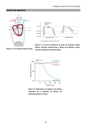 Fisiologia Humana e Animal Comparada
46
BANCO DE IMAGENS
Figura 12. Circulação fechada dupla.
Figura 13. Curva de potencial de ação de resposta rápida
(átrios, miócitos ventriculares e fibras de Purkinje) e lento
(nodos sinoatrial e atrioventricular).
Figura 14. Saturação de oxigênio nos fluidos
corpóreos de 3 espécies de peixes em
ambiente aquático e aéreo.
 