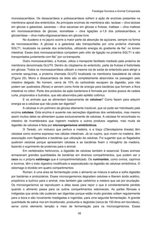 Fisiologia Humana e Animal Comparada
58
monossacarídeos. Os dissacarídeos e polissacarídeos sofrem a ação de enzimas presentes na
membrana apical dos enterócitos. As principais enzimas de membrana são: lactase – cliva lactose
em glicose e galactose, sacarase – cliva sacarose em glicose e frutose; maltase – cliva maltose
em monossacarídeos de glicose, isomaltase – cliva ligações α-1,6 dos polissacarídeos, e
glicoamilase – cliva malto-oligossacarídeos em glicose livre.
No duodeno e no jejuno ocorre a maior parte da absorção de açúcares, sempre na forma
de monossacarídeo. A glicose e a galactose são transportadas por uma proteína chamada
SGLT1, localizada na parede dos enterócitos, utilizando energia do gradiente de Na+
no lúmen
intestinal. Esses dois monossacarídeos competem pelo sítio de ligação na proteína SGLT1 e são
transportados juntamente com Na+
por co-transporte.
Outro monossacarídeo, a frutose, utiliza o transporte facilitado mediado pela proteína de
membrana denominada GLUT5. Dentro do citoplasma do enterócito, parte da frutose é fosforilada
em glicose. Todos os monossacarídeos utilizam a mesma via de saída do enterócito para atingir a
corrente sanguínea, a proteína chamada GLUT2 localizada na membrana basolateral da célula
(Figura 25). Mono e dissacarídeos da dieta são completamente absorvidos na passagem pelo
intestino delgado. No homem, cerca de 10% do carboidrato escapam da digestão, pois não
podem ser quebrados (fibras) e servem como fonte de energia para bactérias que formam a flora
intestinal no cólon. Parte dos produtos da ação bacteriana é formada por ácidos graxos de cadeia
curta, propionatos e butiratos, que são absorvidos pelo epitélio colônico.
E os animais que se alimentam basicamente de celulose? Como fazem para adquirir
energia se a celulose que não pode ser digerida?
A celulose é um polímero de glicose altamente insolúvel, que só pode ser hidrolisado pela
enzima celulase. Esta enzima é ausente nas secreções digestivas dos vertebrados, mas mesmo
assim muitos deles se alimentam quase exclusivamente de celulose. A celulase foi encontrada no
intestino de invertebrados que ingerem madeira e outros produtos vegetais, mas muita da
digestão de celulose é feita por microorganismos simbiônticos.
O Teredo, um molusco que perfura a madeira, e a traça (Ctenolepisma lineata) têm
celulase como enzima expressa nas células intestinais. Já os cupins, que vivem na madeira, têm
associação com flagelados e bactérias que utilização da celulose. Foi sugerido que os flagelados
quebram celulose porque apresentam celulase e as bactérias fixam o nitrogênio da madeira,
fazendo o suprimento de proteínas para o animal.
Em vertebrados herbívoros, a digestão de celulose também é essencial. Esses animais
armazenam grandes quantidades de bactérias em diversos compartimentos, que podem ser o
ceco ou o próprio estômago que é compartimentalizado. Os ruminantes, como ovinos, caprinos
e bovinos, têm o trato digestivo modificado e especializado na digestão de celulose simbiôntica. O
estomago é dividido em quatro compartimentos:
Rúmen: é uma área de fermentação onde o alimento se mistura à saliva e sofre digestão
por bactérias e protozoários. Esses microorganismos degradam celulose e liberam ácido acético,
propiônico e butírico para o animal, mas também gás carbônico e metano que sai por eructação.
Os microorganismos se reproduzem a altas taxas para repor o que é constantemente perdido
quando o alimento passa para os outros compartimentos estomacais. As partes fibrosas e
indigestas que ainda não puderam ser digeridas porque estão muito grandes voltam regularmente
para a boca e são novamente mastigadas e ingeridas, para uma segunda fermentação. A grande
quantidade de saliva rica em bicarbonato, produzida e deglutida (cerca de 150 litros em bovídeos),
serve como elemento tampão e meio de fermentação para os microorganismos. Esses
 