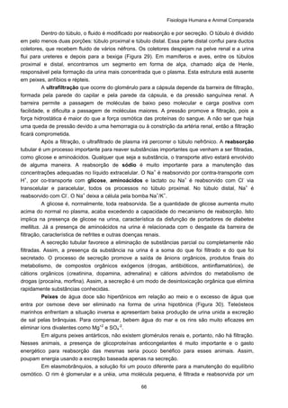 Fisiologia Humana e Animal Comparada
66
Dentro do túbulo, o fluido é modificado por reabsorção e por secreção. O túbulo é dividido
em pelo menos duas porções: túbulo proximal e túbulo distal. Essa parte distal conflui para ductos
coletores, que recebem fluido de vários néfrons. Os coletores despejam na pelve renal e a urina
flui para ureteres e depois para a bexiga (Figura 29). Em mamíferos e aves, entre os túbulos
proximal e distal, encontramos um segmento em forma de alça, chamado alça de Henle,
responsável pela formação da urina mais concentrada que o plasma. Esta estrutura está ausente
em peixes, anfíbios e répteis.
A ultrafiltração que ocorre do glomérulo para a cápsula depende da barreira de filtração,
formada pela parede do capilar e pela parede da cápsula, e da pressão sanguínea renal. A
barreira permite a passagem de moléculas de baixo peso molecular e carga positiva com
facilidade, e dificulta a passagem de moléculas maiores. A pressão promove a filtração, pois a
força hidrostática é maior do que a força osmótica das proteínas do sangue. A não ser que haja
uma queda de pressão devido a uma hemorragia ou à constrição da artéria renal, então a filtração
ficará comprometida.
Após a filtração, o ultrafiltrado de plasma irá percorrer o túbulo nefrônico. A reabsorção
tubular é um processo importante para reaver substâncias importantes que venham a ser filtradas,
como glicose e aminoácidos. Qualquer que seja a substância, o transporte ativo estará envolvido
de alguma maneira. A reabsorção de sódio é muito importante para a manutenção das
concentrações adequadas no líquido extracelular. O Na+
é reabsorvido por contra-transporte com
H+
, por co-transporte com glicose, aminoácidos e lactato ou Na+
é reabsorvido com Cl-
via
transcelular e paracelular, todos os processos no túbulo proximal. No túbulo distal, Na+
é
reabsorvido com Cl-
. O Na+
deixa a célula pela bomba Na+
/K+
.
A glicose é, normalmente, toda reabsorvida. Se a quantidade de glicose aumenta muito
acima do normal no plasma, acaba excedendo a capacidade do mecanismo de reabsorção. Isto
implica na presença de glicose na urina, característica da disfunção de portadores de diabetes
mellitus. Já a presença de aminoácidos na urina é relacionada com o desgaste da barreira de
filtração, característica de nefrites e outras doenças renais.
A secreção tubular favorece a eliminação de substâncias parcial ou completamente não
filtradas. Assim, a presença da substância na urina é a soma do que foi filtrado e do que foi
secretado. O processo de secreção promove a saída de ânions orgânicos, produtos finais do
metabolismo, de compostos orgânicos exógenos (drogas, antibióticos, antiinflamatórios), de
cátions orgânicos (creatinina, dopamina, adrenalina) e cátions advindos do metabolismo de
drogas (procaína, morfina). Assim, a secreção é um modo de desintoxicação orgânica que elimina
rapidamente substâncias conhecidas.
Peixes de água doce são hipertônicos em relação ao meio e o excesso de água que
entra por osmose deve ser eliminado na forma de urina hipotônica (Figura 30). Teleósteos
marinhos enfrentam a situação inversa e apresentam baixa produção de urina unida a excreção
de sal pelas brânquias. Para compensar, bebem água do mar e os rins são muito eficazes em
eliminar íons divalentes como Mg+2
e SO4
-2
.
Em alguns peixes antárticos, não existem glomérulos renais e, portanto, não há filtração.
Nesses animais, a presença de glicoproteínas anticongelantes é muito importante e o gasto
energético para reabsorção das mesmas seria pouco benéfico para esses animais. Assim,
poupam energia usando a excreção baseada apenas na secreção.
Em elasmobrânquios, a solução foi um pouco diferente para a manutenção do equilíbrio
osmótico. O rim é glomerular e a uréia, uma molécula pequena, é filtrada e reabsorvida por um
 