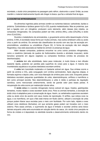 Fisiologia Humana e Animal Comparada
68
excretado, o ácido úrico precipitaria na passagem pelo néfron, obstruindo o canal. Então, as aves
mantêm o material relativamente líquido até chegar à cloaca, que faz a retirada final de água.
2.4 EXCRETAS NITROGENADOS
Os alimentos ingeridos pelos animais contêm os nutrientes básicos: carboidrato, lipídeo e
proteína. Carboidratos e lipídeos geram H2O e CO2 quando metabolizados. Mas as proteínas, que
tem a ligação com um nitrogênio, produzem outro elemento, além desses dois citados, os
compostos nitrogenados. Os compostos podem ser três: amônia (NH3), uréia (CH4ON2) e ácido
úrico (C5H4O3N4).
Durante o metabolismo de aminoácidos, o grupamento amino sofre desaminação e forma
amônia. A NH3 é excretada nessa forma por muitos animais, mas outros sintetizam uréia ou acido
úrico a partir da amônia. Os animais são classificados de acordo com seu tipo de excreção em:
amoniotélicos, ureotélicos ou uricotélicos (Figura 32). A forma de excreção não tem relação
filogenética, mas está associada ao habitat do animal e à presença de água.
Além desses compostos, podemos encontrar na urina outros produtos nitrogenados,
como a creatinina (derivada da quebra de fosfocreatina durante a atividade muscular), ácido
benzóico (presente em alguns vegetais) ou compostos fenólicos (vindos de processo de
desintoxicação).
A amônia tem alta solubilidade, baixo peso molecular, é muito tóxica e tem difusão
bastante rápida, podendo ser perdida pela superfície do corpo para a água. A maioria dos
invertebrados aquáticos e os peixes teleósteos excretam amônia.
A uréia tem toxicidade moderada e é bastante solúvel em água. Sua síntese ocorre a
partir da amônia e CO2, pela conjugação com ornitina (aminoácido). Após algumas etapas, é
formada arginina e depois uréia, com nova liberação de ornitina para outro ciclo. Enquanto peixes
teleósteos excretam pequenas quantidades de uréia, elasmobrânquios, anfíbios e mamíferos a
tem como principal excreta. Nos elasmobrânquios a uréia é retida e participa da regulação
osmótica, como mencionado anteriormente, sendo de grande valor para esses peixes. A
recuperação da uréia ocorre por reabsorção tubular ativa.
O ácido úrico é o excreta nitrogenado menos solúvel em água. Insetos, gastrópodes
terrestres, muitos répteis e aves excretam ácido úrico. Para os animais terrestres, a excreção de
ácido úrico é adaptativa para a conservação de água. Assim, os vertebrados superiores excretam
uréia ou ácido úrico de acordo com seus modos de reprodução. O anfíbio, que coloca ovos na
água, e os mamíferos, em que o feto está imerso em fluido uterino, utilizam a excreção de uréia
porque podem liberar seus excretas para o meio com facilidade. Por outro lado, répteis e aves
utilizam ovos cleidóicos (fechados), em que somente gases podem ser trocados com o meio
externo. Para esses animais, o suprimento de água é limitado e excretar amônia seria tóxico
demais enquanto uréia seria acumulada em solução dentro da casca. Já o ácido úrico precipita na
forma de cristais e é depositado no alantóide durante o desenvolvimento embrionário dentro do
ovo.
 