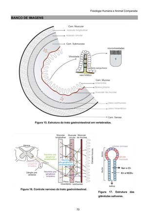 Fisiologia Humana e Animal Comparada
70
BANCO DE IMAGENS
Figura 15. Estrutura do trato gastrointestinal em vertebrados.
Figura 16. Controle nervoso do trato gastrointestinal.
Figura 17. Estrutura das
glândulas salivares.
 