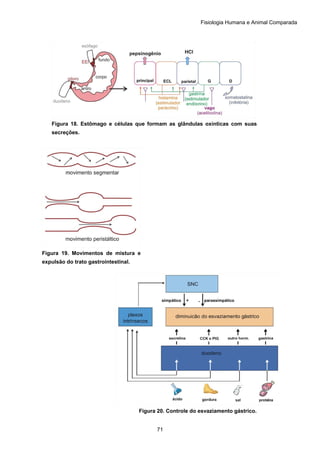 Fisiologia Humana e Animal Comparada
71
Figura 18. Estômago e células que formam as glândulas oxínticas com suas
secreções.
Figura 19. Movimentos de mistura e
expulsão do trato gastrointestinal.
Figura 20. Controle do esvaziamento gástrico.
 