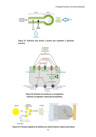 Fisiologia Humana e Animal Comparada
72
Figura 21. Estrutura dos ácinos e ductos que compõem o pâncreas
exócrino.
Figura 22. Enzimas de membrana e carregadores
celulares na digestão e absorção de peptídeos.
Figura 23. Processo digestivo de lipídeos por ácidos biliares e lipase pancreática.
 