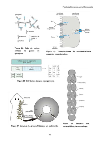Fisiologia Humana e Animal Comparada
73
Figura 24. Ação da enzima
amilase na quebra do
glicogênio.
Figura 25. Transportadores de monossacarídeos
presentes nos enterócitos.
Figura 26. Distribuição de água no organismo.
Figura 27. Estrutura dos protonefrídeos de um platelminto.
Figura 28. Estrutura dos
metanefrídeos de um anelídeo.
 