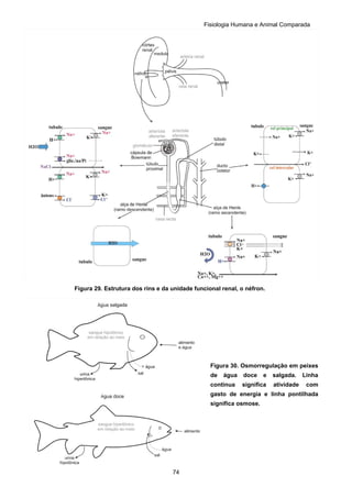 Fisiologia Humana e Animal Comparada
74
Figura 29. Estrutura dos rins e da unidade funcional renal, o néfron.
Figura 30. Osmorregulação em peixes
de água doce e salgada. Linha
continua significa atividade com
gasto de energia e linha pontilhada
significa osmose.
 