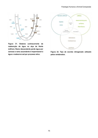 Fisiologia Humana e Animal Comparada
75
Figura 31. Sistema contracorrente de
reabsorção de água na alça de Henle
(néfron). Ramo descendente perde água por
osmose e ramo ascendente é impermeável à
água e reabsorve sal por processo ativo.
Figura 32. Tipo de excreta nitrogenado utilizado
pelos vertebrados.
 