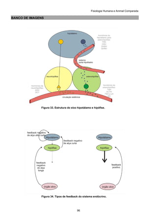 Fisiologia Humana e Animal Comparada
96
BANCO DE IMAGENS
Figura 33. Estrutura do eixo hipotálamo e hipófise.
Figura 34. Tipos de feedback do sistema endócrino.
 
