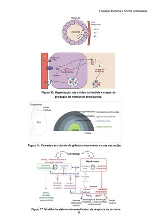 Fisiologia Humana e Animal Comparada
97
Figura 35. Organização das células da tireóide e etapas da
produção de hormônios tireoidianos.
Figura 36. Camadas estruturais da glândula suprarrenal e suas secreções.
Figura 37. Modelo do sistema neuroendócrino de resposta ao estresse.
 
