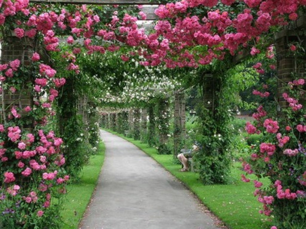 FlowersRose pergolas