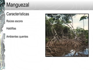 Manguezal
Raízes escora
Características
Halófilas
Ambientes quentes