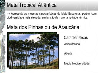 Mata Tropical Atlântica
→ Apresenta as mesmas características da Mata Equatorial, porém, com
biodiversidade mais elevada, em função da maior amplitude térmica.
Mata dos Pinhas ou de Araucária
Aciculifoliada
Aberta
Características
Média biodiversidade