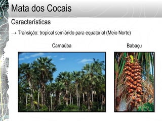 Mata dos Cocais
→ Transição: tropical semiárido para equatorial (Meio Norte)
Carnaúba
Características
Babaçu