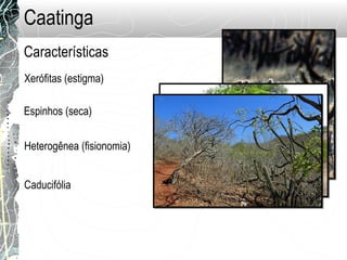 Caatinga
Heterogênea (fisionomia)
Xerófitas (estigma)
Características
Caducifólia
Espinhos (seca)