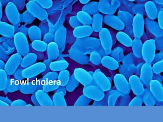 Fowl cholera
 