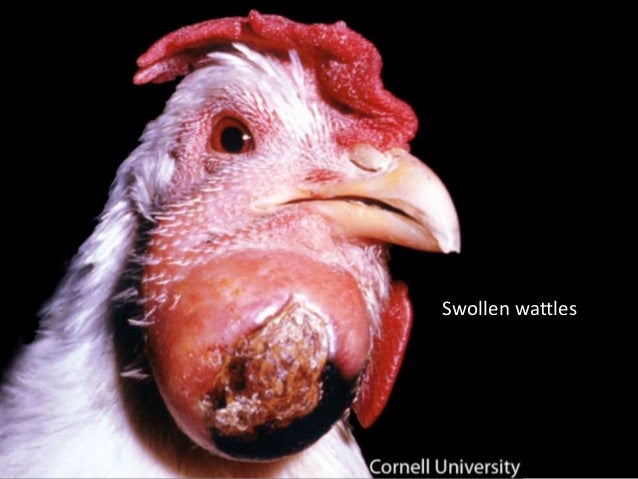 Fowel Cholera