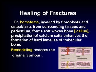 Healing of Fractures
Fr. hematoma, invaded by fibroblasts and
osteoblasts from surrounding tissues and
periostium, forms soft woven bone [ callus],
precipitation of calcium salts enhances the
formation of hard lamellae of trabecular
bone.
Remodeling restores the
original contour .
 