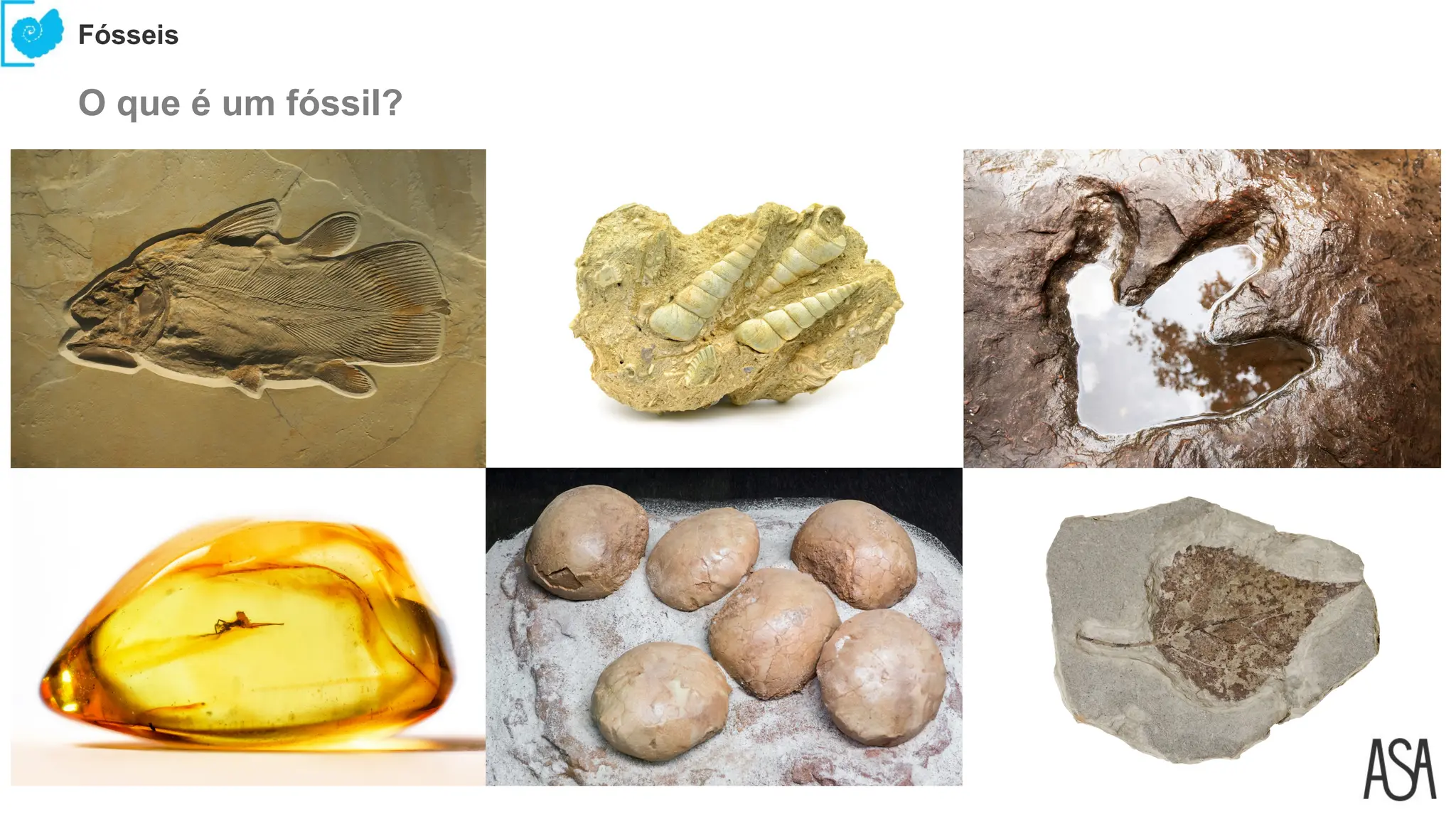 1 - Fósseis_tipos de fosseis_processo_fossilização e | PPTX