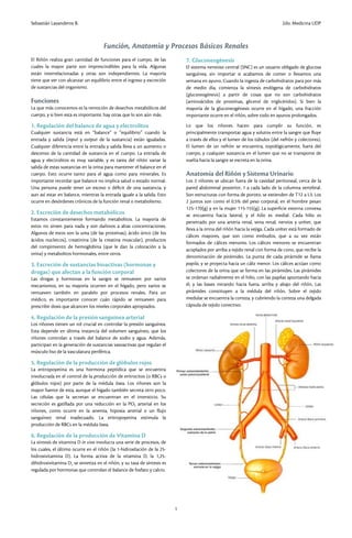 1. función, anatomía y procesos básicos renales