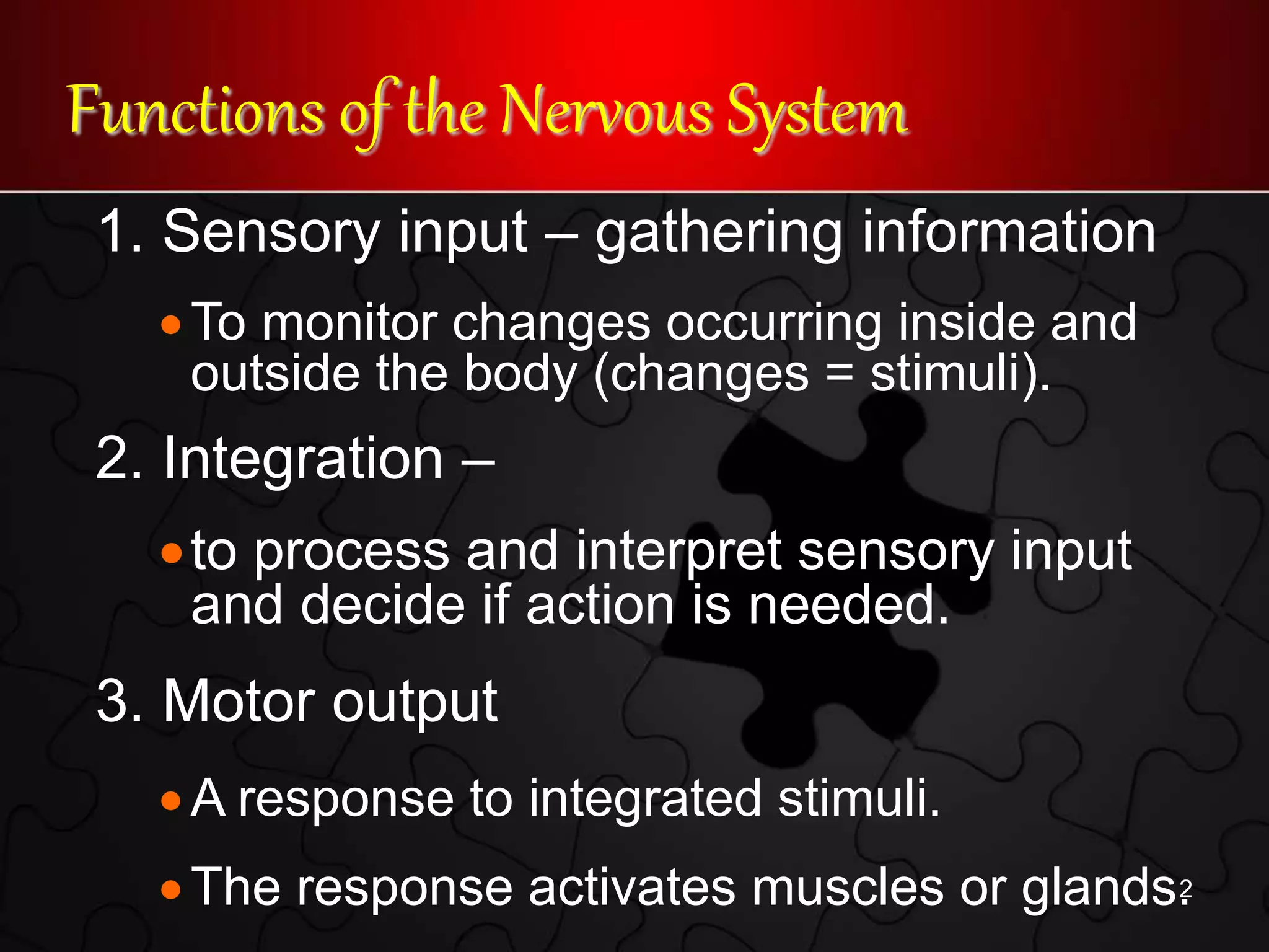 1 functional anatomy & physiology final | PPTX | Brain and Nervous ...