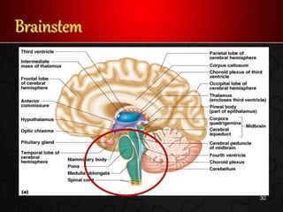 Brainstem
30
 