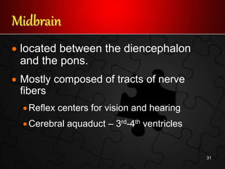 Midbrain
 located between the diencephalon
and the pons.
 Mostly composed of tracts of nerve
fibers
Reflex centers for vision and hearing
Cerebral aquaduct – 3rd-4th ventricles
31
 