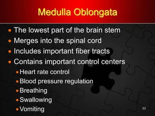 Medulla Oblongata
 The lowest part of the brain stem
 Merges into the spinal cord
 Includes important fiber tracts
 Contains important control centers
Heart rate control
Blood pressure regulation
Breathing
Swallowing
Vomiting 33
 
