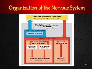 Organization of the Nervous System
4
 