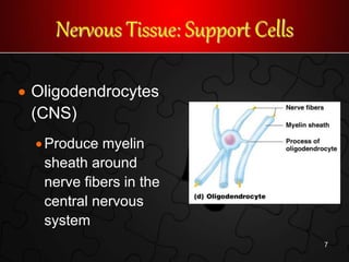 Nervous Tissue: Support Cells
 Oligodendrocytes
(CNS)
Produce myelin
sheath around
nerve fibers in the
central nervous
system
7
 