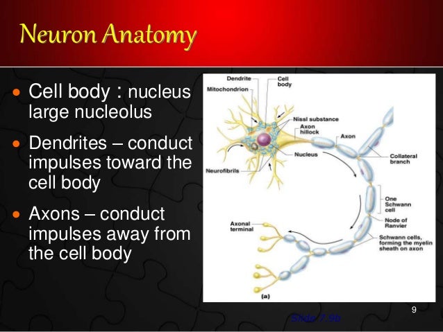 1 functional anatomy & physiology final