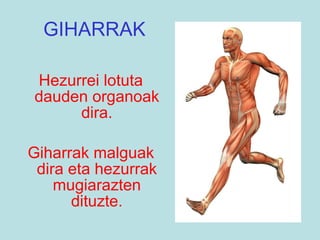 GIHARRAK Hezurrei lotuta dauden organoak dira. Giharrak malguak dira eta hezurrak mugiarazten dituzte. 