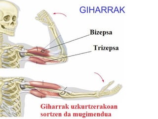 GIHARRAK 