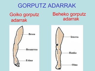 GORPUTZ ADARRAK Beheko gorputz adarrak Goiko gorputz adarrak  