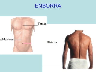 ENBORRA 