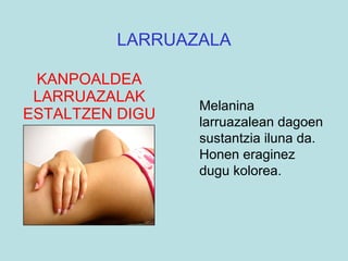 KANPOALDEA LARRUAZALAK ESTALTZEN DIGU LARRUAZALA Melanina larruazalean dagoen sustantzia iluna da. Honen eraginez dugu kolorea. 