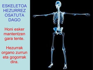 ESKELETOA HEZURREZ OSATUTA DAGO Honi esker mantentzen gara tente. Hezurrak organo zurrun eta gogorrak dira. 